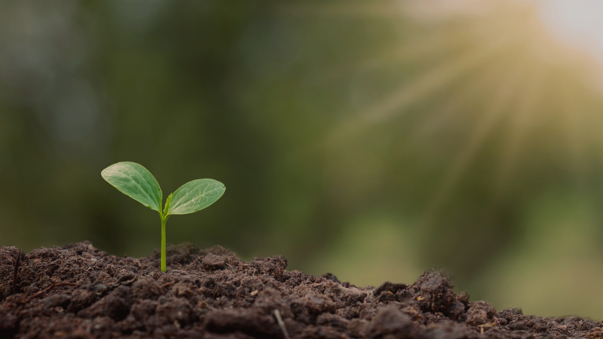 A arte de sentir o tempo