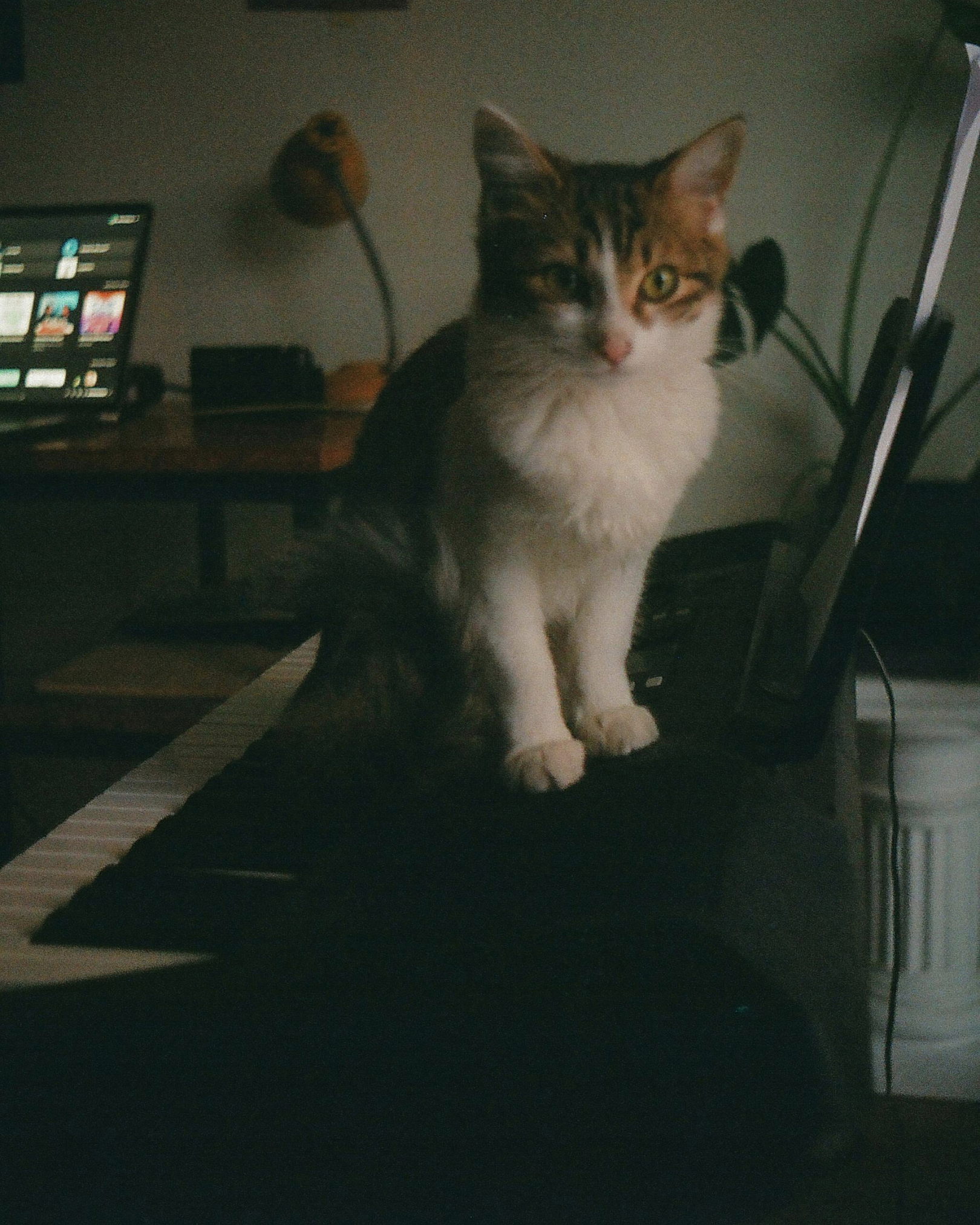 🌿 Valorize sua sensibilidade: ela é sua lente mais nítida